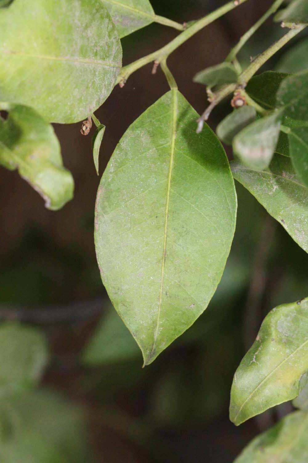              Unifoliolate leaf (Riverside, CA)       